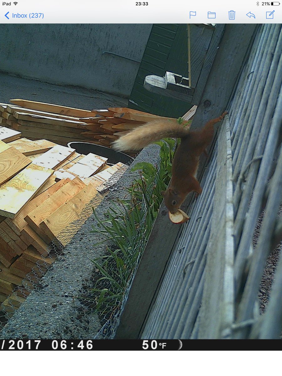 Inveravon Primary tweet media