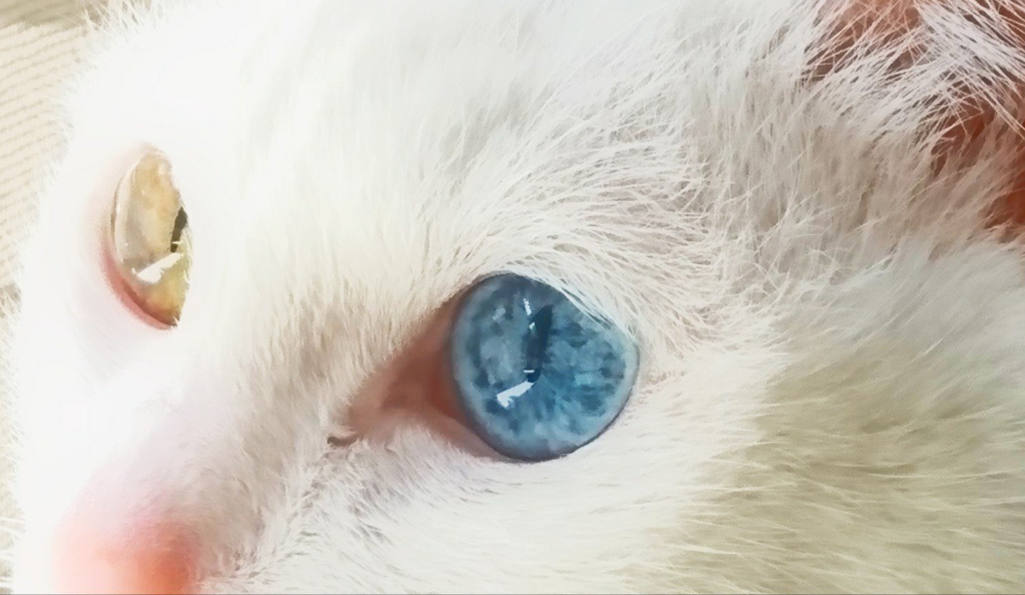 Twitter 上的 月猫 綺麗なオッドアイを 綺麗に撮るのは至難 猫好きさんと繋がりたい オッドアイ T Co Wcq8psvy2b Twitter