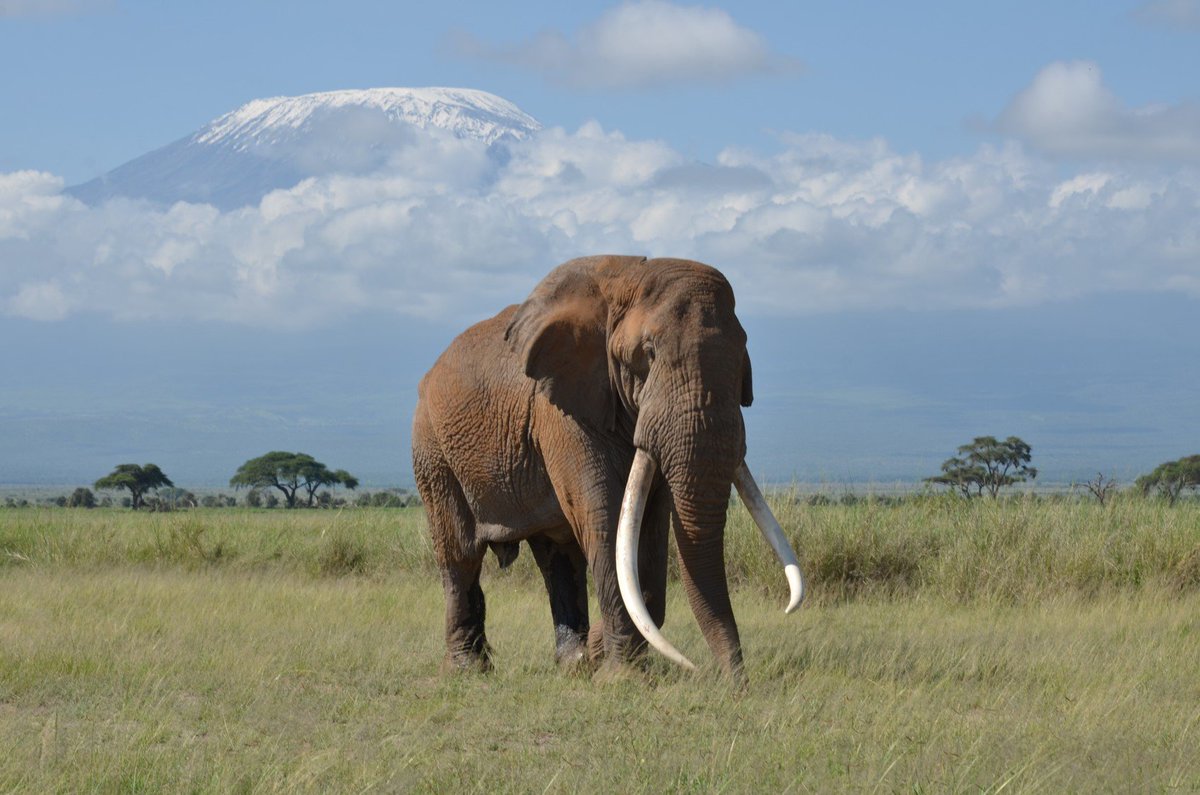 paulakahumbu's tweet photo. Remember Satao who was brutally murdered this day in 2014 - help us #KeepTimAlive. #NamethemSaveThem https://t.co/DvXzVvztpR https://t.co/li74bCt0Ll