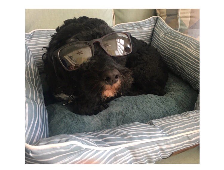 ThePlannerFreak's tweet photo. When Even Your Dog Is More Chill Than You #Exams #DogsLife #Students #TheStudyFreak https://t.co/rGrxru11ct