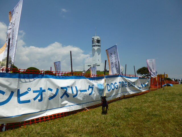 BUHI77497099's tweet photo. あはは、日曜日もウィペットのお友達の応援に行って来ました
#DECCL https://t.co/SjTtOb1rkH