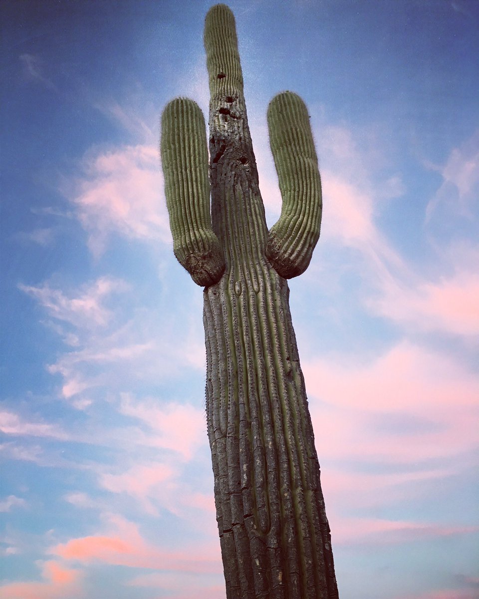 TaratoaTea's tweet photo. Put yer hands in the air like ya just don't care. #desertlife #PHXfun https://t.co/He53hcFAtX