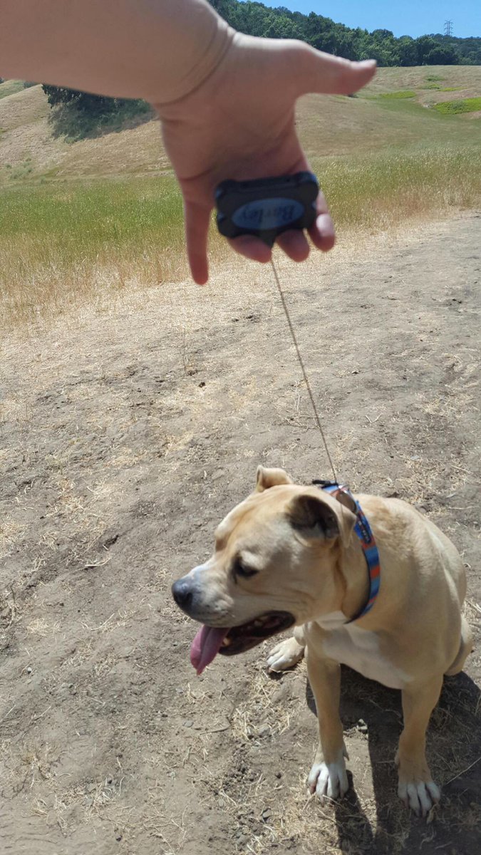 UnleashedIDs's tweet photo. Barley enjoying his Unleashed ID at the off leash dog park. https://t.co/apLnM6RLWh https://t.co/qho8abL8Rb