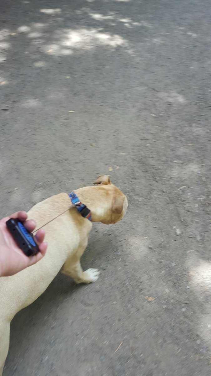 UnleashedIDs's tweet photo. Barley enjoying his Unleashed ID at the off leash dog park. https://t.co/apLnM6RLWh https://t.co/qho8abL8Rb