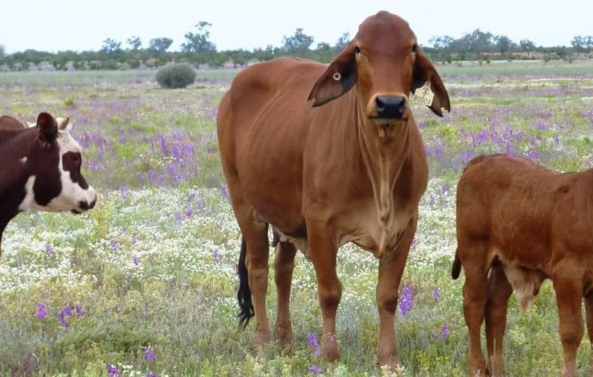 Aus Rangeland Soc tweet media