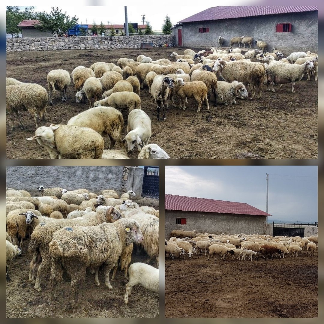 HassoLtd's tweet photo. Küçükbaşlarımız halinden memnun 🐑🐏 #merinos #koyun #küçükbaş #et #tarimvehayvancili #süt #sut #protein #tarim #hayvancilik #hassociftligi https://t.co/avOkotg6r9