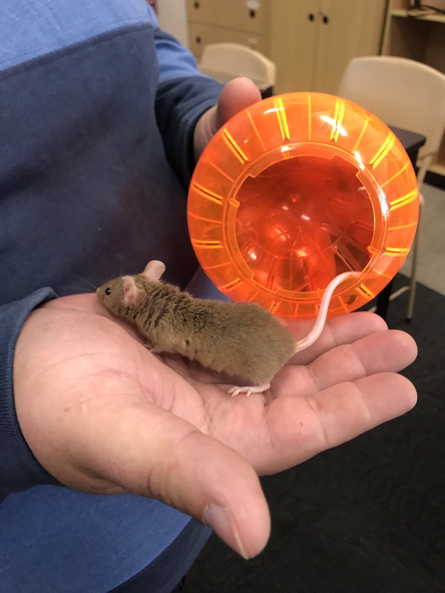 AdelaideW92's tweet photo. 'Pokie' our science buddy #ACUedu_P https://t.co/D5BWZHE9bR