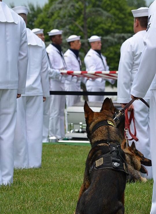 PAC_Midwest's tweet photo. Today we honor the men, women, &amp; K-9s of our armed forces who made the ultimate sacrifice for the protection of our liberties and freedoms. https://t.co/Y9USUXp515