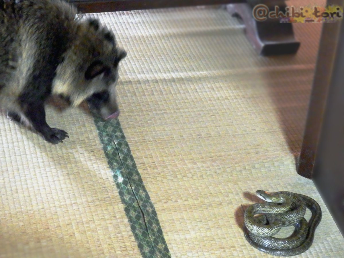 ことり のんびりもっさり感たっぷりのタヌキに見えても実は野生児 今朝カタカタカタって変な音で目覚めました 寝ぼけ眼で見てみるとなんとアオダイショウとタヌキが戦っているし 汗 とりあえずタヌキを抱きかかえ 蛇にしっしっしたけどとぐろを巻いて攻撃 ことり のんびりもっさり感たっぷりのタヌキに見えても実は野生児 今朝カタカタカタって変な音で目覚めました 寝ぼけ眼で見てみるとなんとアオダイショウとタヌキが戦っているし 汗 とりあえずタヌキを抱きかかえ 蛇にしっしっしたけどとぐろを巻いて攻撃