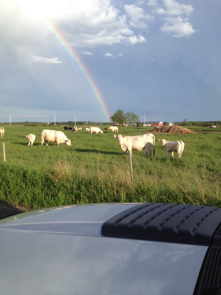 #potofgold #whitemakesyoumoney #ontariocharolais #candiancharolais