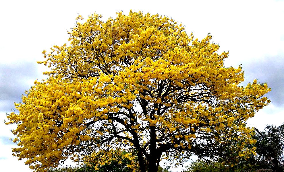 Hoy el Araguaney cumple 69 años siendo el Árbol Nacional de #Venezuela