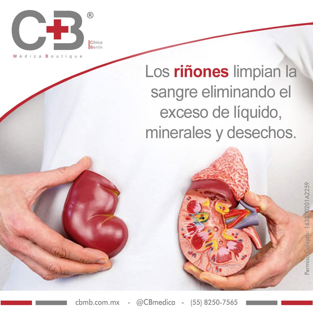 CBmedica's tweet photo. Los riñones también producen hormonas que mantienen los huesos fuertes y la sangre sana. https://t.co/blB4F8DWYs
