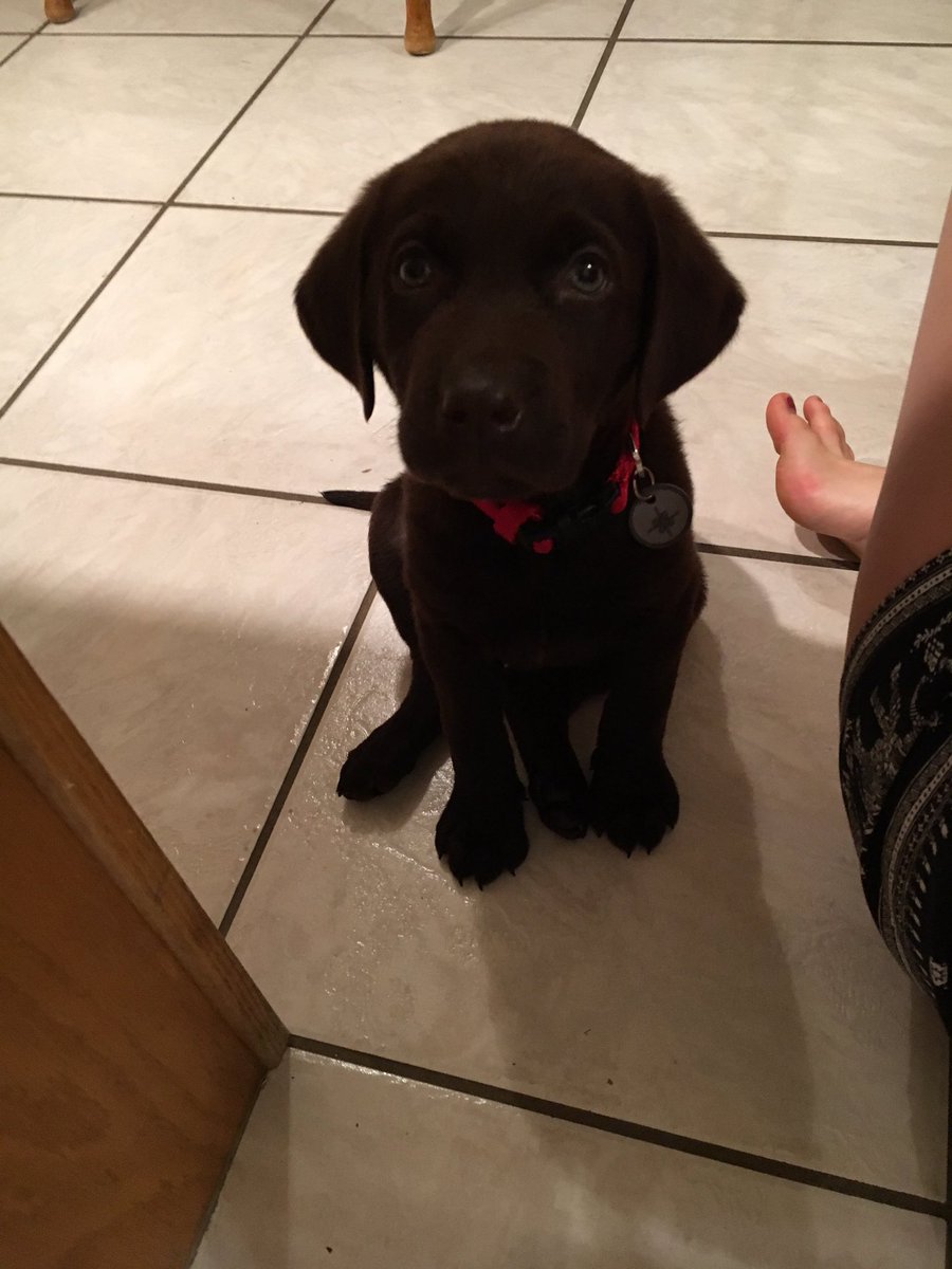 grisdelaa's tweet photo. Seth's new puppy. That is all. https://t.co/MHbQeULElq