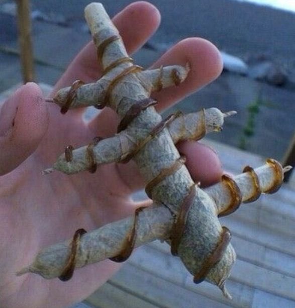 hefner_kody's tweet photo. What you doing after smoking this? https://t.co/dgjH8Myq50