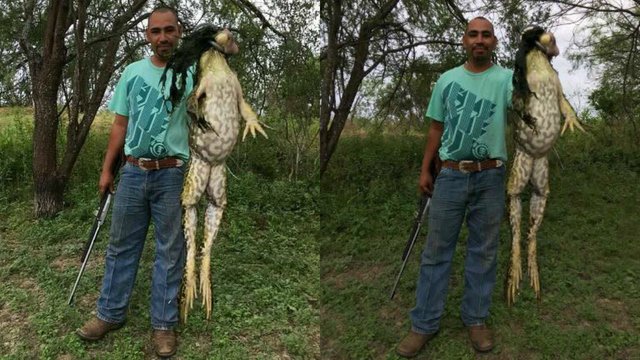 KTVU's tweet photo. Man catches 'monster' frog in #Texas https://t.co/UE0lBp2uCT https://t.co/lFALHVuefE
