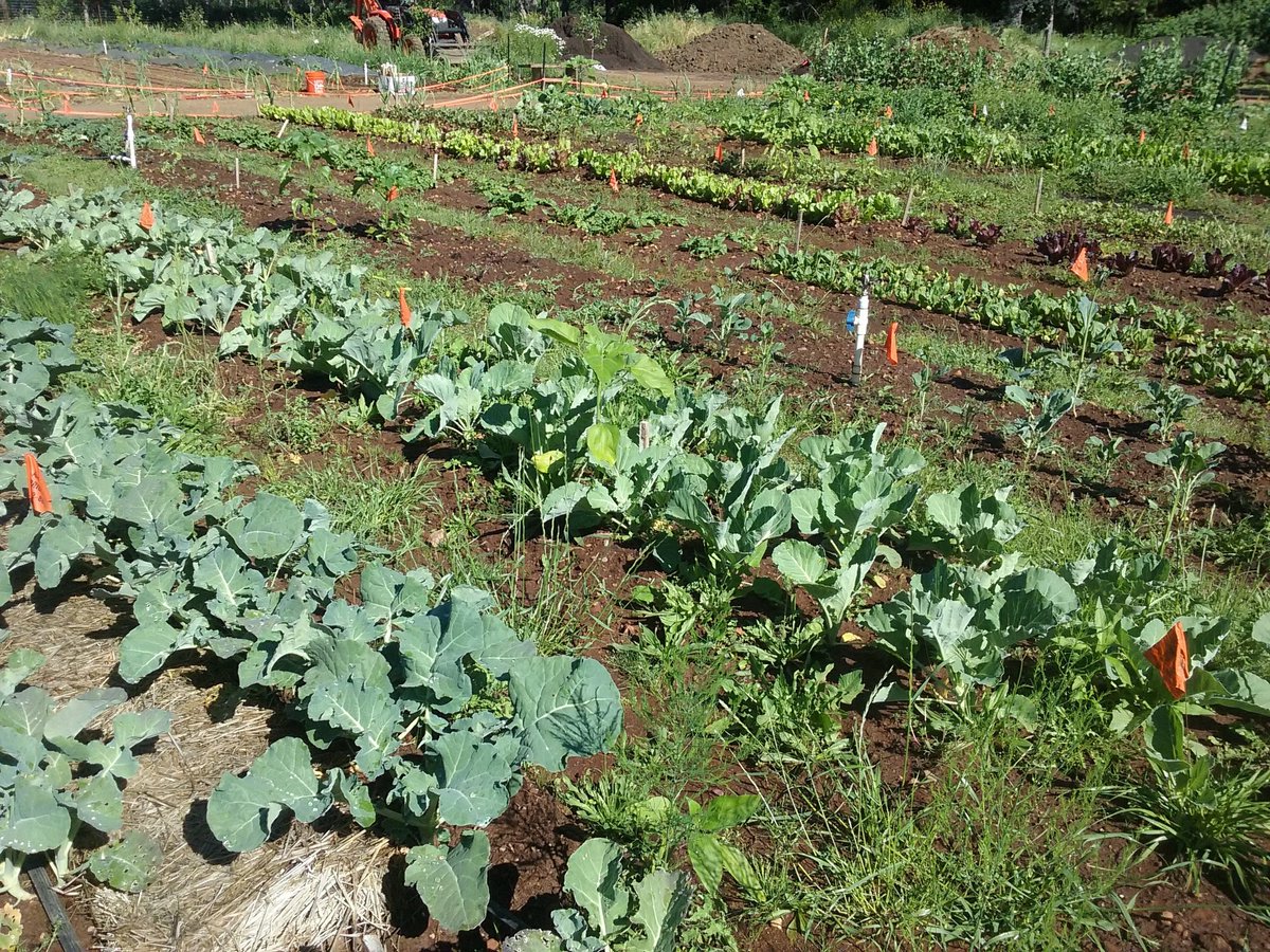 OurMicroFarm tweet picture