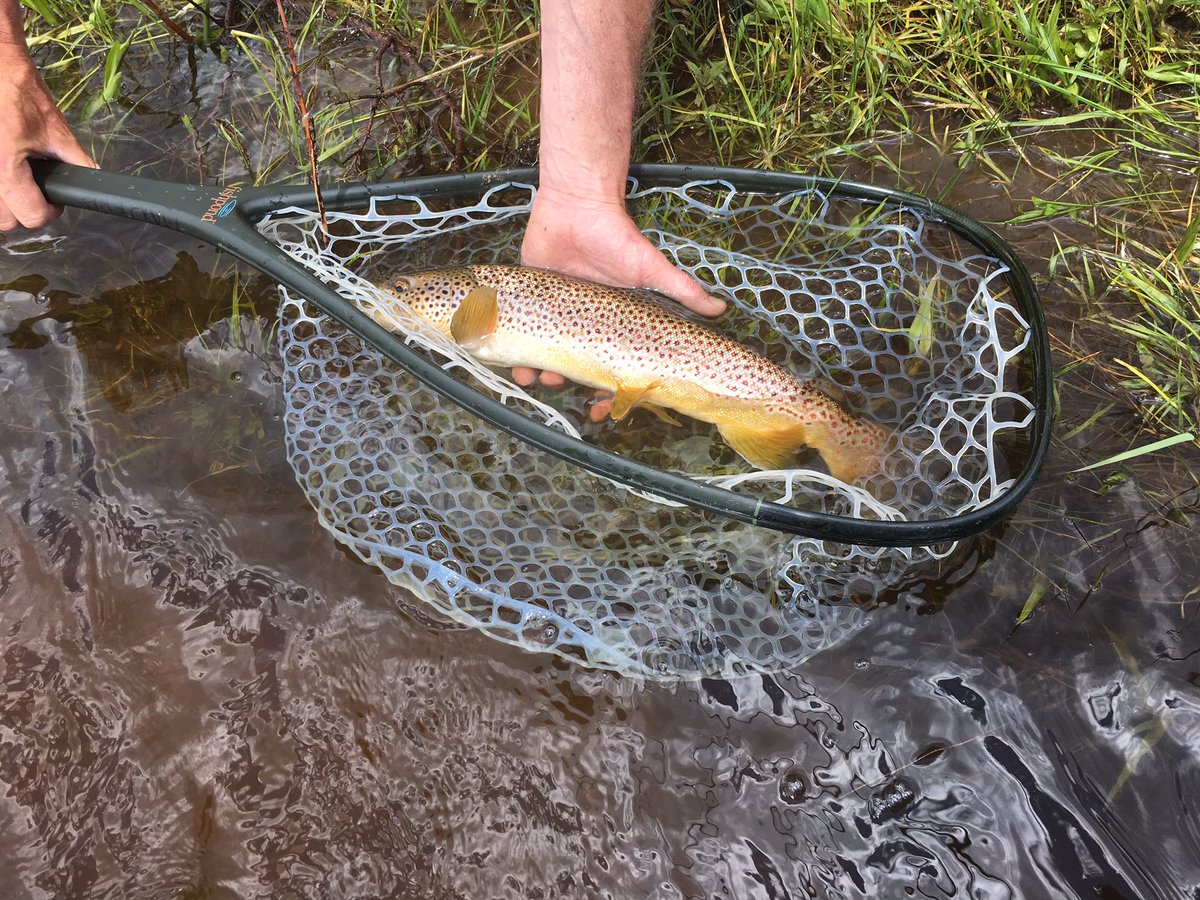 VailPaulie's tweet photo. Sick streamer fishing @flyfisher1256 #wiseriver https://t.co/8usAotr0ax