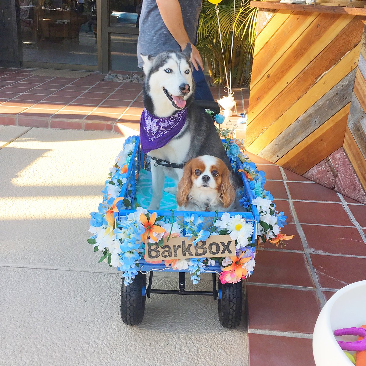 barkbox's tweet photo. When you get the "how are you still single question" #TheBachelorette #BarkFest https://t.co/8xc9MYSaqz