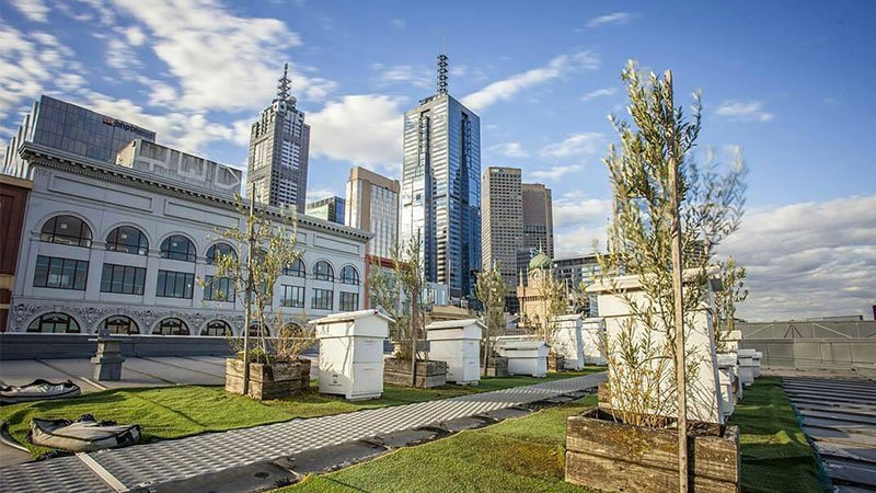 With 70 beehives scattered across the city's rooftops, we took a closer look at the secret life of #Melbourne's bees ow.ly/yOqa306729T