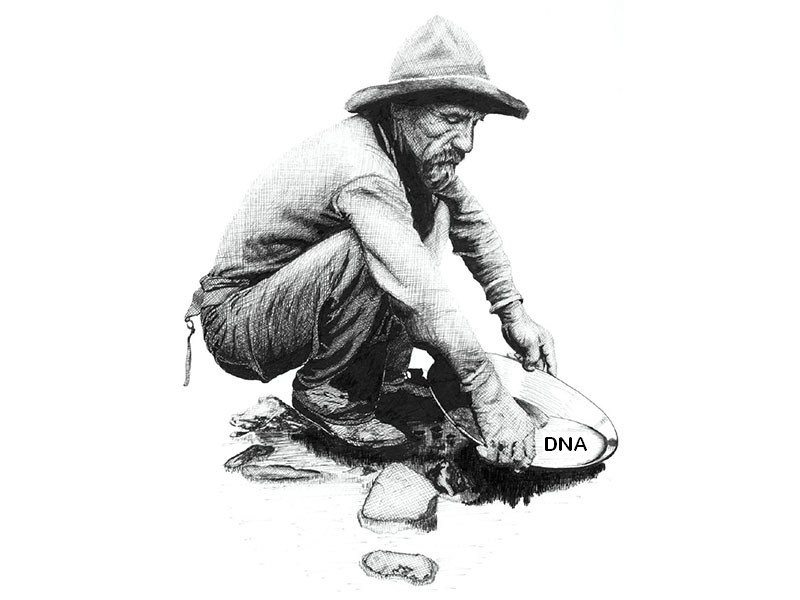 CFitzp's tweet image. DNA-The Next Big Gold Rush? identifinders.wordpress.com/2017/05/29/dna…