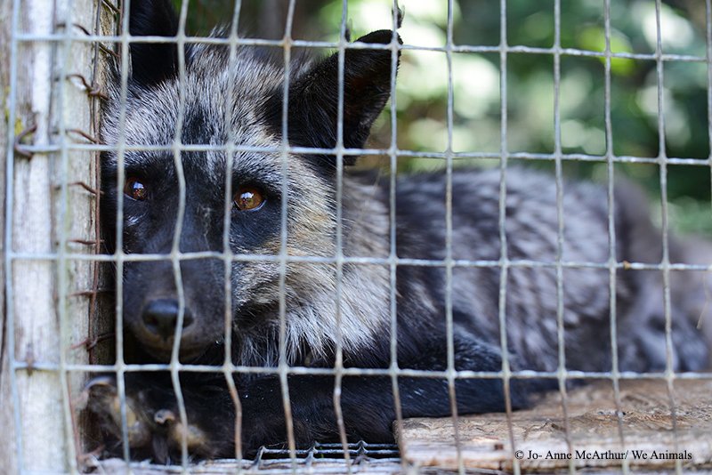 EmilyGranell's tweet photo. Do you know what your fur has gone through?Tell @SSENSE tohave compassion &amp; StopSelling it! https://t.co/61FjoxjS1l  https://t.co/BDJd37aITN https://t.co/auqtdjxR02