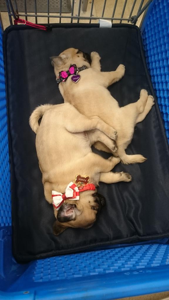 MelVerv's tweet photo. Newest members to the petsmart family #petsmart #store1126 #togetherforever #petsmartcanada #Violet #Punkin https://t.co/U6LyoMIEGL