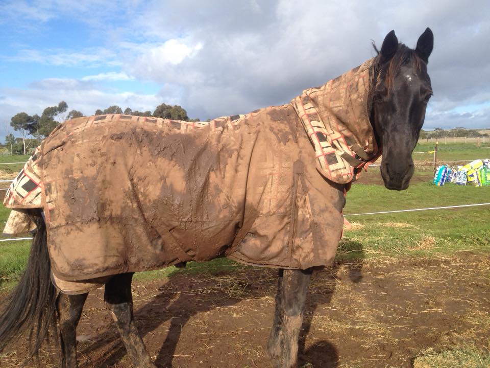 Remote_Coach's tweet image. Straight to Jail NZ decided a mud pack was in order for today. I've let him know he's pretty enough! #hrvhero #everyoneneedsahero