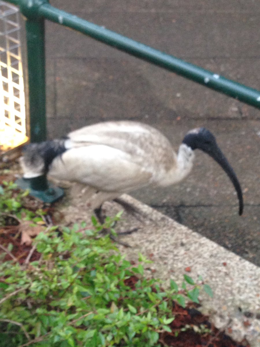 agland86's tweet photo. Nice to see some of the Sydney native birdlife on my way to #SPAConf this morning #binchicken #stickybeak https://t.co/lbi7pL30Jn