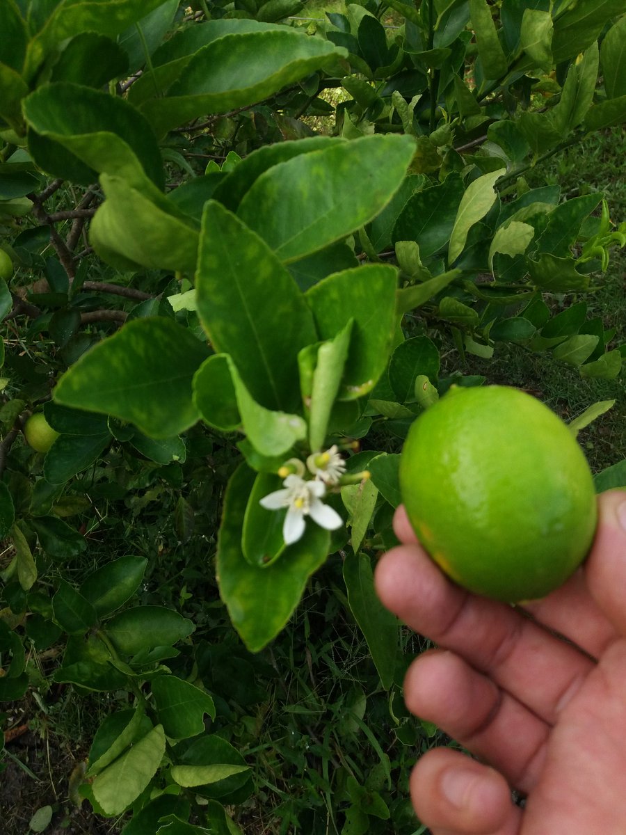 Viverolandia's tweet photo. La flor del limón 🍈 https://t.co/4rPhtJgkyv