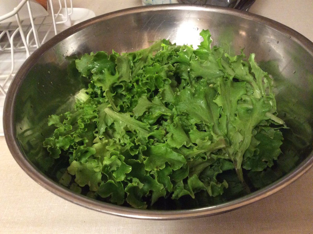 StephanBibla's tweet photo. One curly lettuce plant...somehow, a few leaves survive the winter in a cold frame, and then...wham! https://t.co/4lRwobjGtC