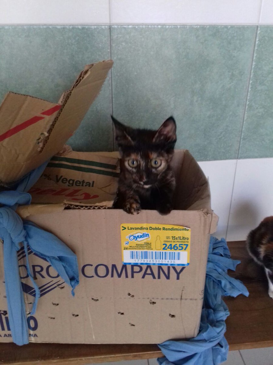 VoluntariadoJCP's tweet photo. Hoy dejaron estos gatitos en Zoonosis.. 😿 Se pide difusión y adopción responsable. Zona #JoseCPaz  contacto 1158095699 https://t.co/tooTgA7Qcp