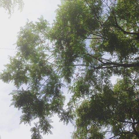 rbhyta's tweet photo. Sunny bright day!!! #cucian https://t.co/VqgoVsV4RB