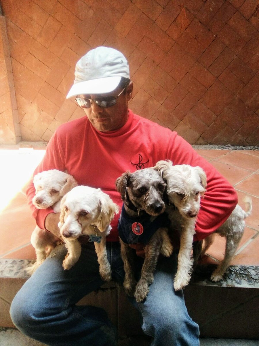 Perrosenlacalle's tweet photo. No todo es tormenta y malas noticias. Los maltesitos maltratados que rescate de la azotea de mis vecinos, ya están listos para ser adoptados https://t.co/jhoHETmYbA