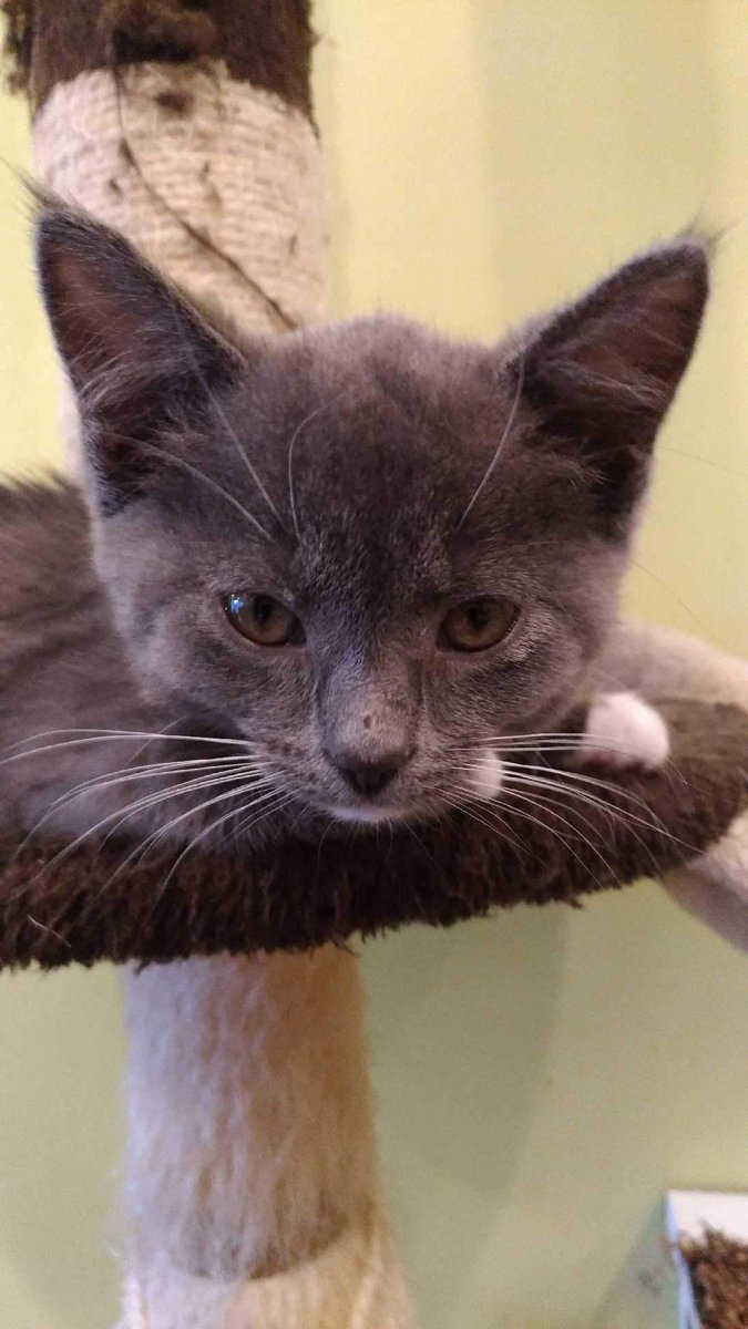 ARMA_NCR's tweet image. How appropriate, the ARMA NCR team hit up the @TOT_catcafe for coffees and kitties #imkitty #armacanada2017