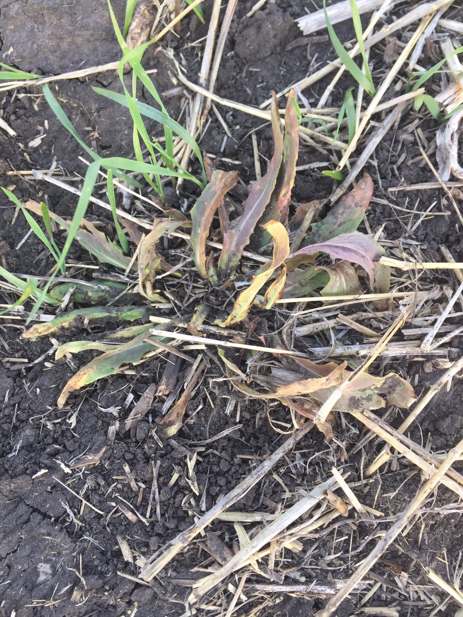 AgGalJones's tweet photo. #ExpressPro continues to be my favourite NLHB killer. #DuPont https://t.co/XidqTfWLf4