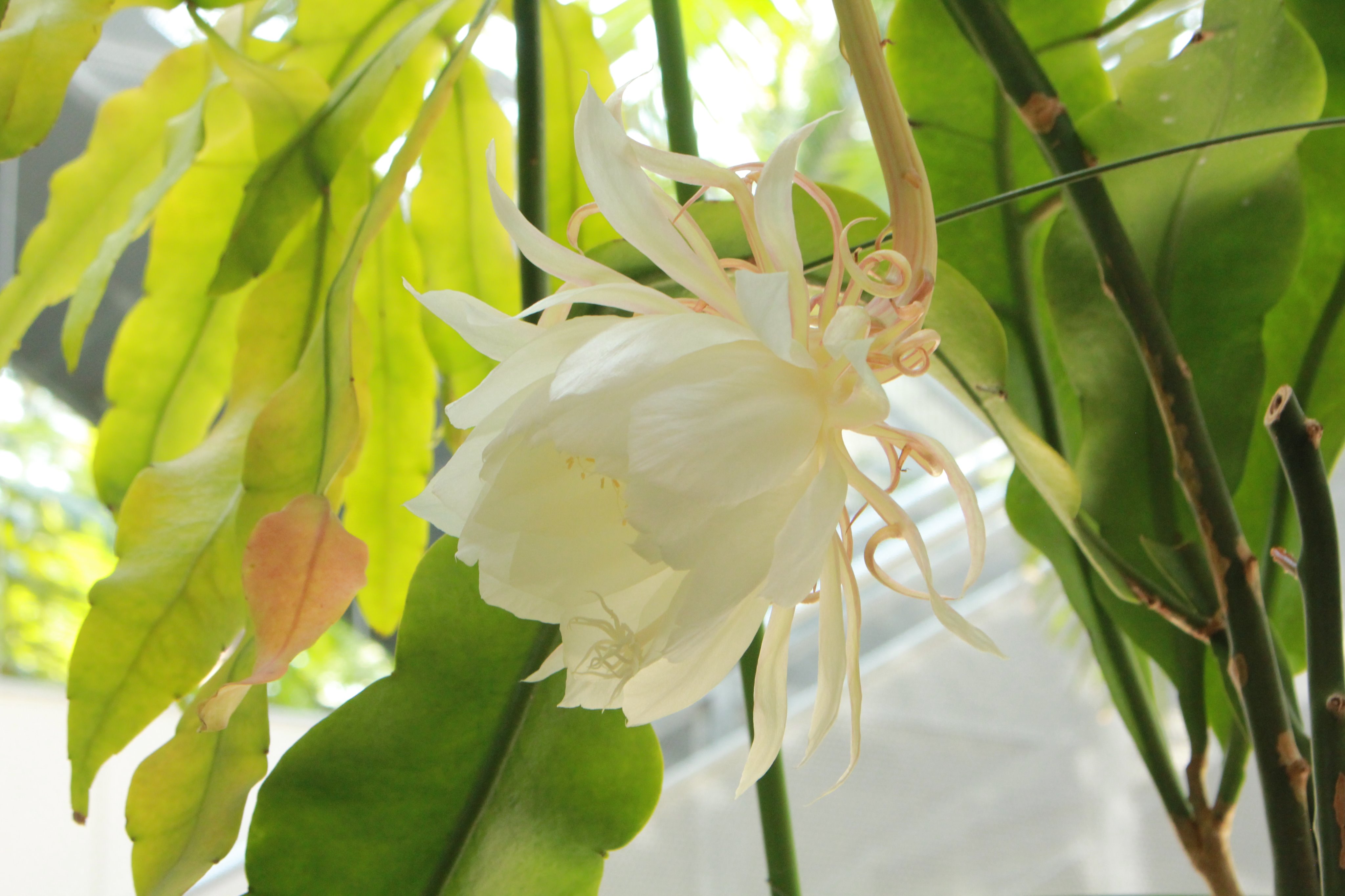 Twitter 上的 咲くやこの花館 夜咲きサボテン 月下美人 夜の女王 が開花しております 夜間に咲いて1日で枯れてしまうため 幻の花 とされておりますが咲くやこの花館では開花調整をし日中に花を咲かせています ぜひ優雅な花の姿をお楽しみ下さい 白い 美しい