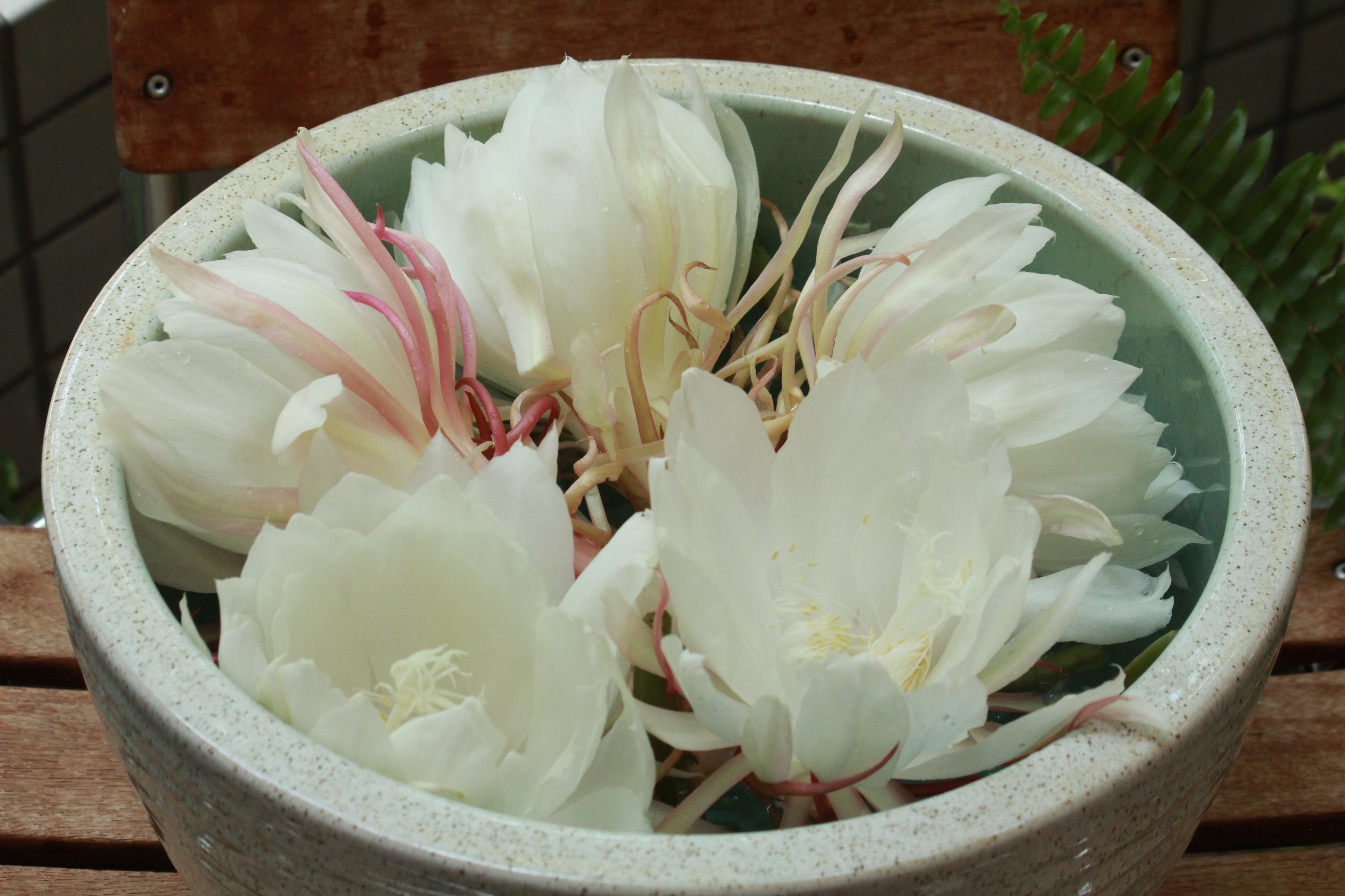Twitter 上的 咲くやこの花館 夜咲きサボテン 月下美人 夜の女王 が開花しております 夜間に咲いて1日で枯れてしまうため 幻の花 とされておりますが咲くやこの花館では開花調整をし日中に花を咲かせています ぜひ優雅な花の姿をお楽しみ下さい 白い 美しい