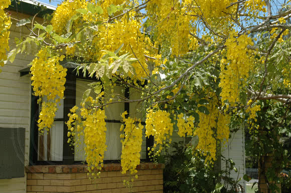 ADL1_'s tweet photo. Bibit Cassia fistula Golden Shower sudah datang. Seperti bunga sakura kalau suatu saat nanti sudah tumbuh pohonnya ☺ https://t.co/CGvI6zql3d