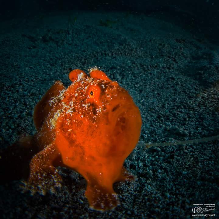 Jim_Lynn_Photo's tweet photo. Frogfish https://t.co/AAuOM4Ja2o
