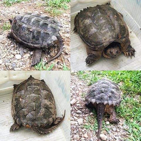 ADL1_'s tweet photo. Cutest turtle. #snackhead #turtletail #pet #doveystory https://t.co/qF3SsxrX5g