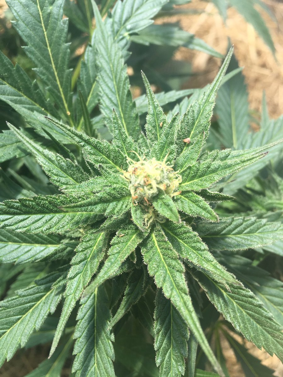 大麻辞典 バッツ 花 Togetter 大麻辞典 バッツ 花 Togetter