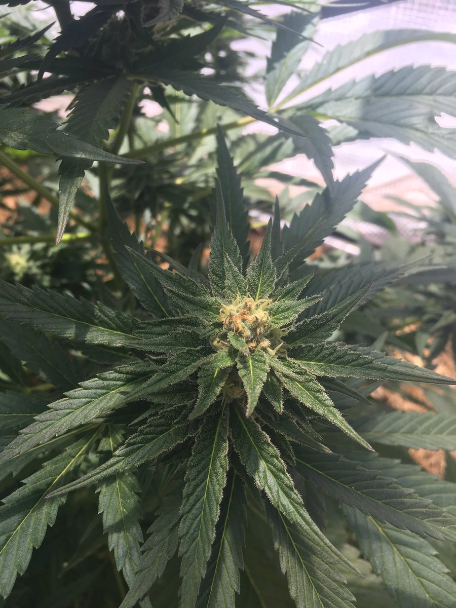 大麻辞典 バッツ 花 Togetter 大麻辞典 バッツ 花 Togetter