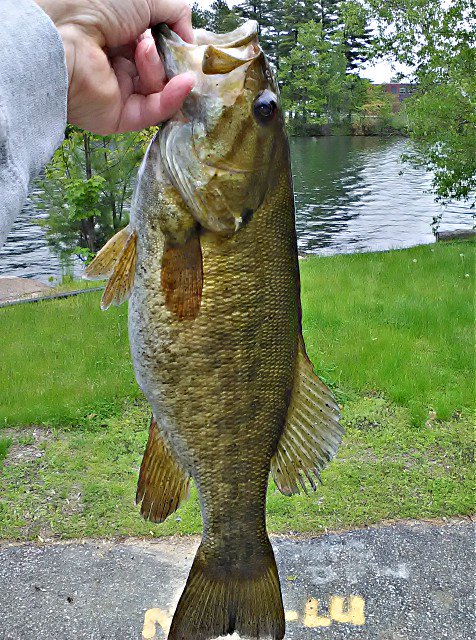 BassFishnTips tweet picture