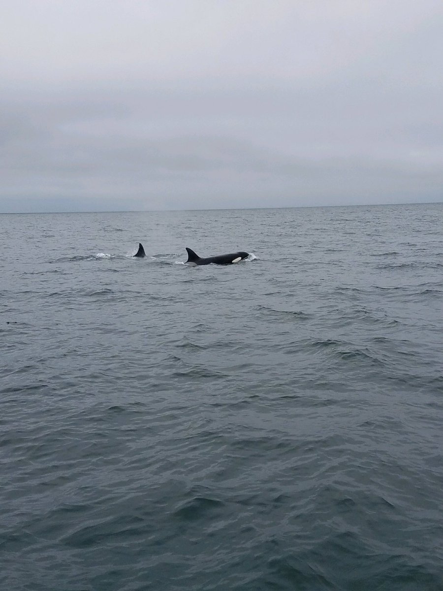 L_Aylesworth's tweet photo. Well worth working on #memorial day. surprise spotting of #orcas during #fieldwork #OR #MarineReserves #CapeFalcon @Ocean_Ash @ODFWConserve https://t.co/3zODYXQazL