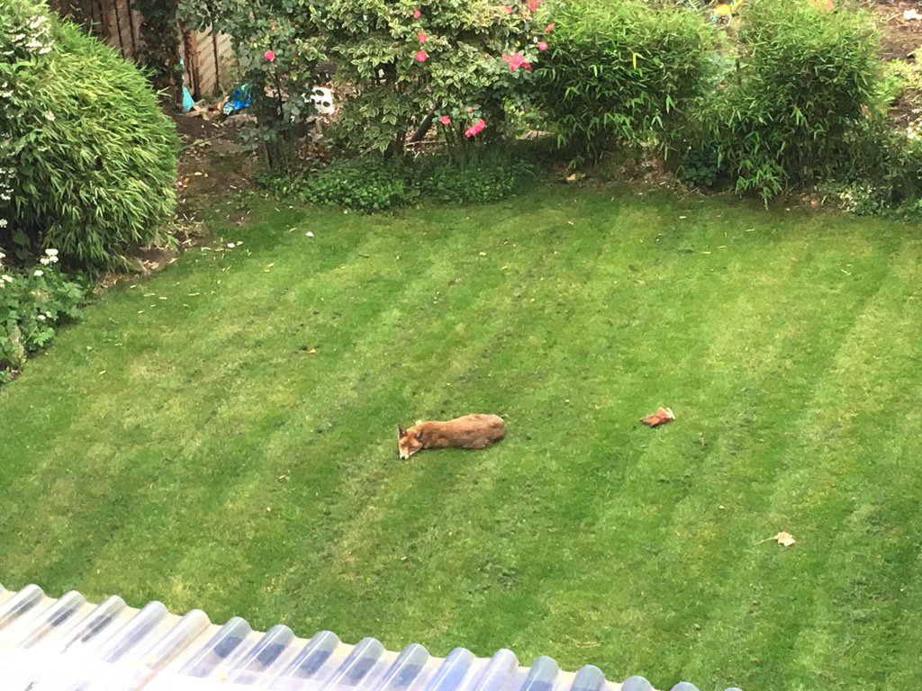 CathyLMalins's tweet photo. A visitor to our garden this am #foxy #urbanwildlife #friendlyvisitor @flowisontour https://t.co/JB6UCwl66x