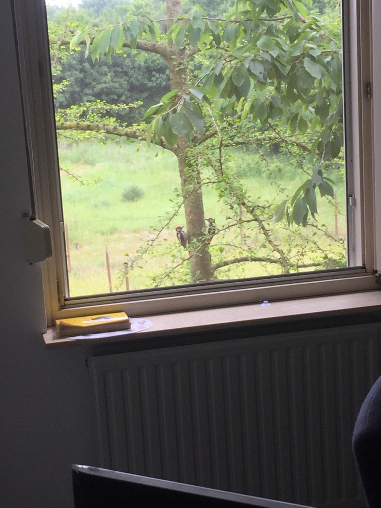 peterboot76's tweet image. Nieuwe buren.