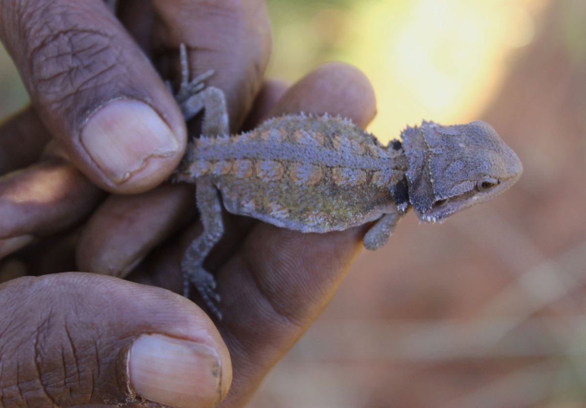 YawuruAU's tweet photo. Look what country managers found on a Fauna survey on Roebuck Plains. Knowledge of Yawuru IPA biodiversity is increasing @CountryNeedsPpl https://t.co/iyNk2rBtJT