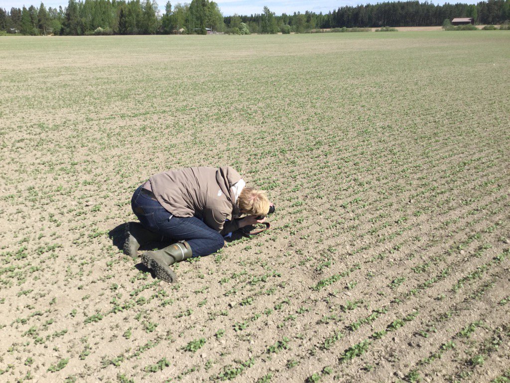 MinniTapola's tweet photo. Avenan Kati, Luken Marika ja Jarmo ja minä rapsi-ja rypsipeltoja tutkimassa. Ei näy kirppoja Nukarilla. https://t.co/cYUGslTwMT