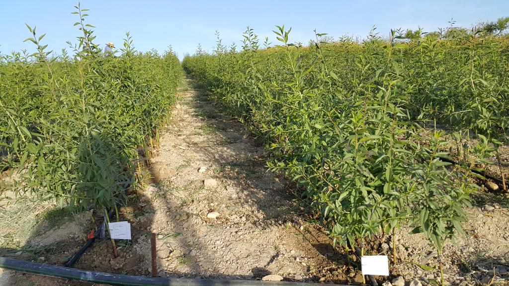 Viveros Oliver inicia los trabajos de injerto con yemas de temporada 2017 con la gran Ayuda de nuestros grandes amigos Diego y Pedro.Gracias