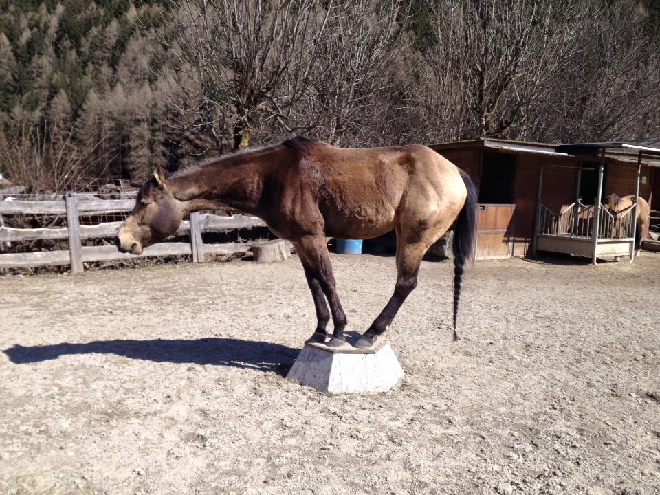 EcoGridLtd's tweet photo. No more mud with #EcoGrid / #EquiGrids! Keep #horses clean and dry in #riding arenas, #paddocks, wash areas, #turnouts, walkers & more areas https://t.co/dNbfTTMN6O